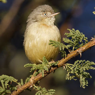Eremomela usticollis (Burnt-necked eremomela)