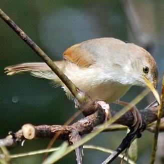 Heliolais erythropterus (Red-winged warbler) 