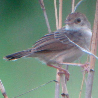Cisticola brachypterus (Short-winged cisticola)
