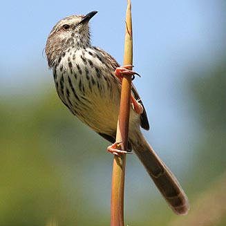 Prinia maculosa (Karoo prinia, Spotted prinia) 