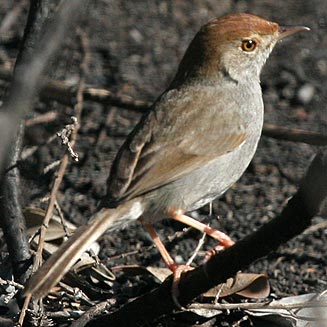 Cisticola fulvicapilla (Neddicky) 