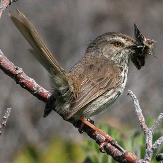 Prinia maculosa (Karoo prinia, Spotted prinia) 