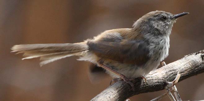 Phragmacia substriata (Namaqua warbler)