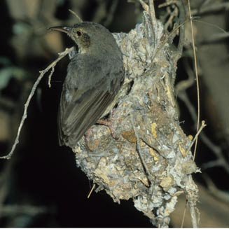 Sylvietta rufescens (Long-billed crombec) 
