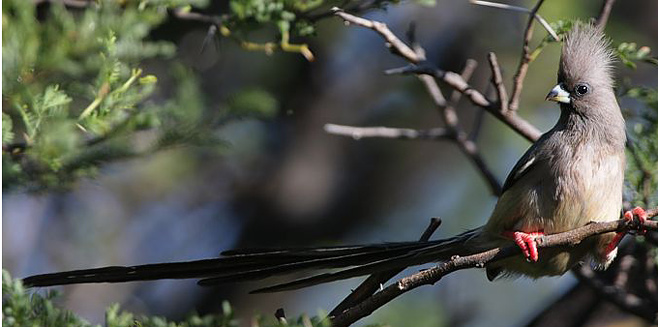 Colius colius (White-backed mousebird)