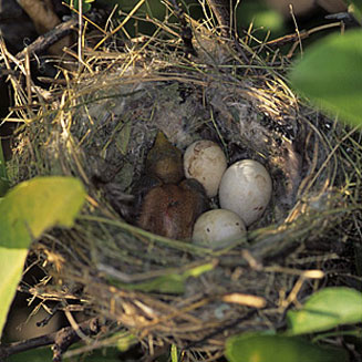 Colius striatus (Speckled mousebird)
