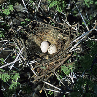 Urocolius indicus (Red-faced mousebird)
