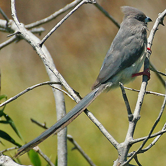 Colius colius (White-backed mousebird)