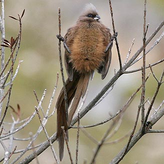 Colius striatus (Speckled mousebird)