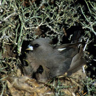 Colius colius (White-backed mousebird)