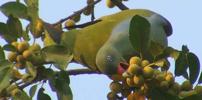Treron calvus (African green-pigeon, Green pigeon) 
