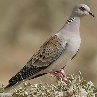 Streptopelia turtur (European turtle-dove, Eurasian turtle-dove) 