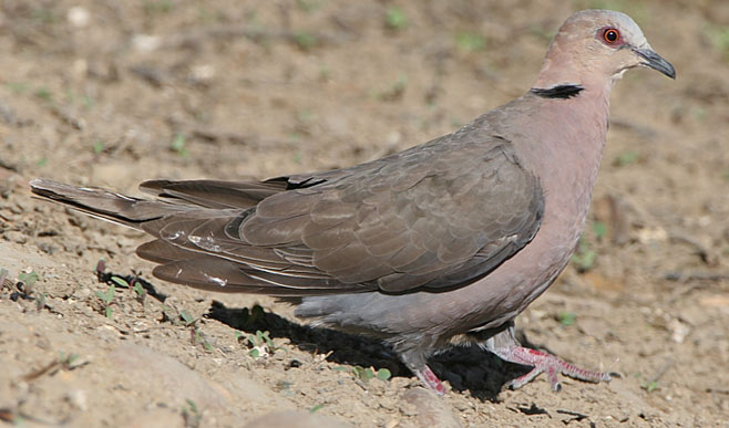 Streptopelia semitorquata (Red-eyed dove)