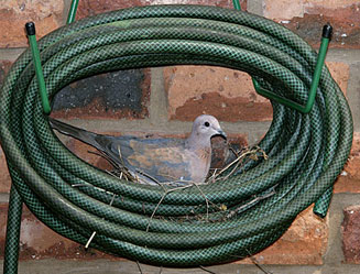 Streptopelia senegalensis (Laughing Dove)