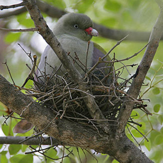 Treron calvus (African green-pigeon, Green pigeon)