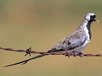 Oena capensis (Namaqua dove) 