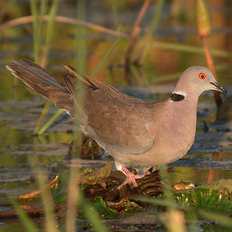 Streptopelia decipiens (African mourning Dove)