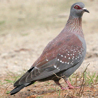 Columba guinea (Speckled pigeon, Rock pigeon)