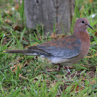 Streptopelia senegalensis (Laughing Dove)