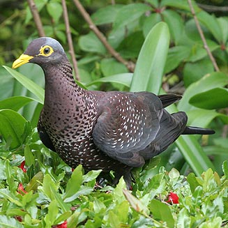 Columba arquatrix (African olive-pigeon, Rameron pigeon)