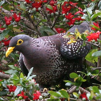 Columba arquatrix (African olive-pigeon, Rameron pigeon)