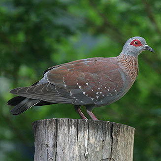 Columba guinea (Speckled pigeon, Rock pigeon)