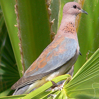 Streptopelia senegalensis (Laughing Dove)
