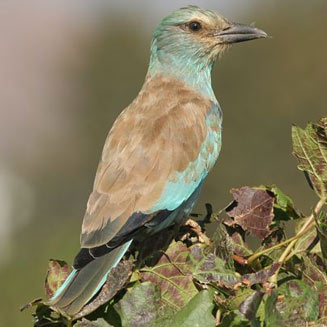Coracias garrulus (European roller)&nbsp;
