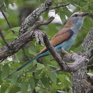 Coracias spatulatus (Racket-tailed roller)