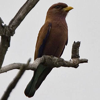 Eurystomus glaucurus (Broad-billed roller)
