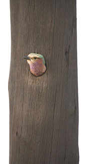 Coracias caudatus (Lilac-breasted roller) 