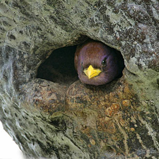 Eurystomus glaucurus (Broad-billed roller)