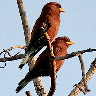 Eurystomus glaucurus (Broad-billed roller)
