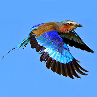 Coracias caudatus (Lilac-breasted roller) 