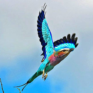 Coracias caudatus (Lilac-breasted roller) 