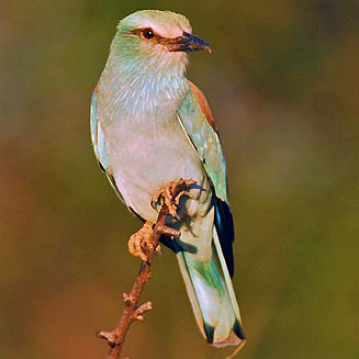 Coracias garrulus (European roller)&nbsp;