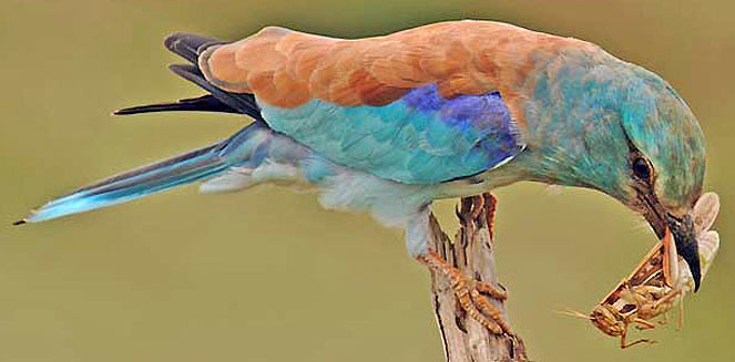 Coracias garrulus (European roller)&nbsp;