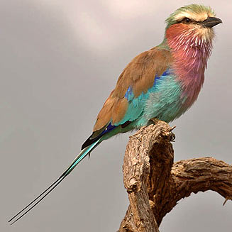Coracias caudatus (Lilac-breasted roller) 
