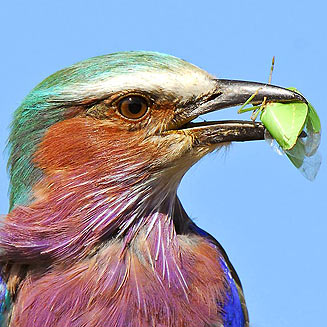 Coracias caudatus (Lilac-breasted roller) 