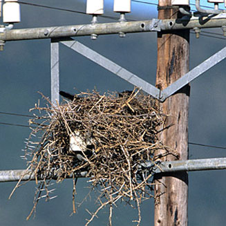 Corvus capensis (Cape crow, Black crow)