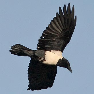Corvus albus (Pied crow) 