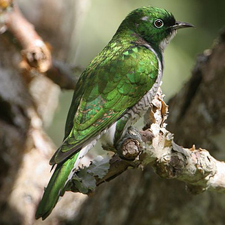 Chrysococcyx klaas (Klaas's cuckoo) 