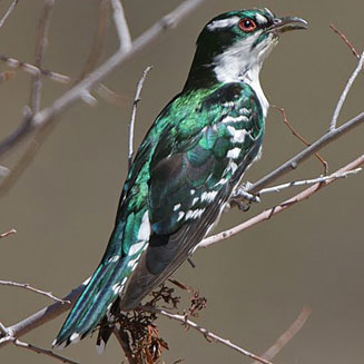 Chrysococcyx caprius (Diderick cuckoo)