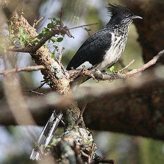 Clamator levaillantii (Levaillant's cuckoo , Striped cuckoo)
