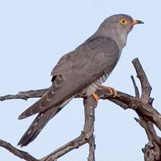 Cuculus gularis (African cuckoo) 