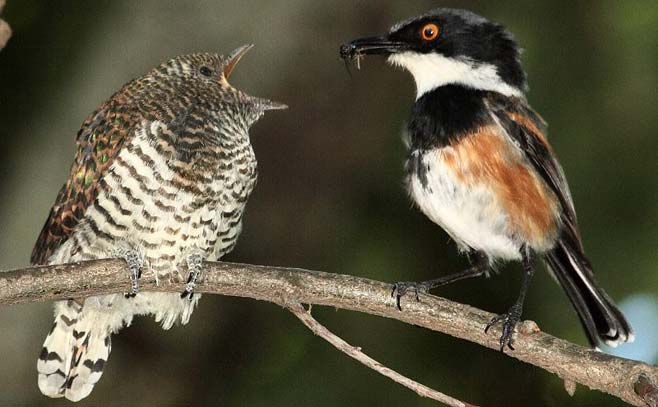 Chrysococcyx klaas (Klaas's cuckoo) 