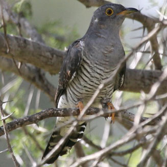 Cuculus gularis (African cuckoo) 