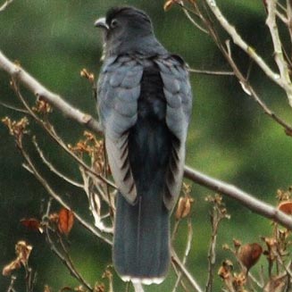 Cuculus clamosus (Black cuckoo)