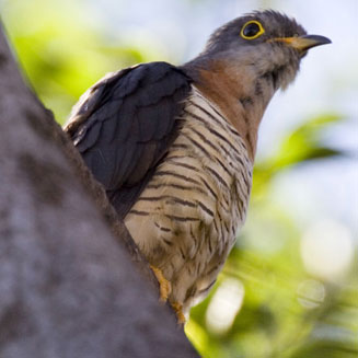 Cuculus solitarius (Red-chested cuckoo)