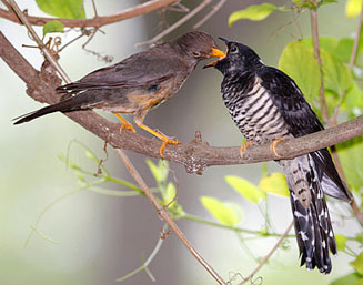 Cuculus solitarius (Red-chested cuckoo)